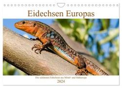 Eidechsen Europas (Wandkalender 2024 DIN A4 quer), CALVENDO Monatskalender