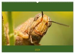 Schicke Krabbler (Wandkalender 2024 DIN A2 quer), CALVENDO Monatskalender
