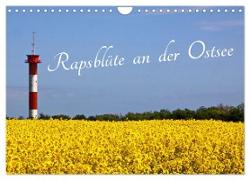 Rapsblüte an der Ostsee (Wandkalender 2024 DIN A4 quer), CALVENDO Monatskalender