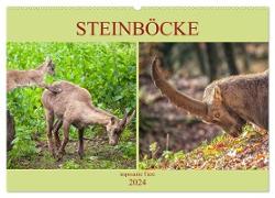 Steinböcke - imposante Tiere (Wandkalender 2024 DIN A2 quer), CALVENDO Monatskalender