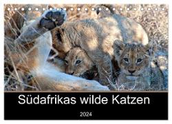 Südafrikas wilde Katzen (Tischkalender 2024 DIN A5 quer), CALVENDO Monatskalender