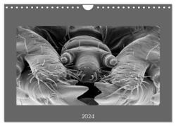 Erlebnis Mikrokosmos (Wandkalender 2024 DIN A4 quer), CALVENDO Monatskalender
