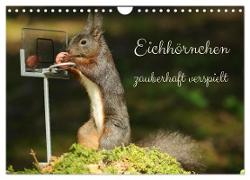 Eichhörnchen - zauberhaft verspielt (Wandkalender 2024 DIN A4 quer), CALVENDO Monatskalender