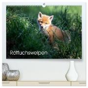 Rotfuchswelpen (hochwertiger Premium Wandkalender 2024 DIN A2 quer), Kunstdruck in Hochglanz