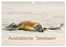 Australische Seelöwen (Wandkalender 2024 DIN A4 quer), CALVENDO Monatskalender