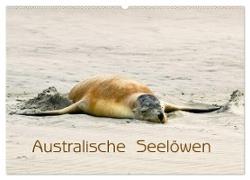 Australische Seelöwen (Wandkalender 2024 DIN A2 quer), CALVENDO Monatskalender