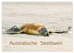 Australische Seelöwen (Tischkalender 2024 DIN A5 quer), CALVENDO Monatskalender