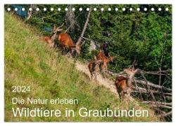 Die Natur erleben - Wildtiere in Graubünden (Tischkalender 2024 DIN A5 quer), CALVENDO Monatskalender