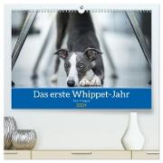 Das erste Whippet-Jahr (hochwertiger Premium Wandkalender 2024 DIN A2 quer), Kunstdruck in Hochglanz