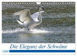 Die Eleganz der Schwäne (Wandkalender 2024 DIN A4 quer), CALVENDO Monatskalender