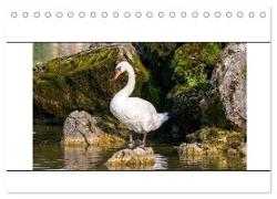 Vögel am Wasser entdecken (Tischkalender 2024 DIN A5 quer), CALVENDO Monatskalender