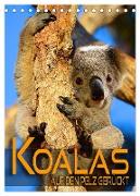 Koalas auf den Pelz gerückt (Tischkalender 2024 DIN A5 hoch), CALVENDO Monatskalender