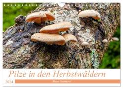Pilze in den Herbstwäldern (Wandkalender 2024 DIN A4 quer), CALVENDO Monatskalender