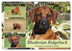 Rhodesian Ridgeback - Charmanter Dickkopf aus Afrika (Wandkalender 2024 DIN A4 quer), CALVENDO Monatskalender