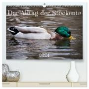 Der Alltag der Stockente (hochwertiger Premium Wandkalender 2024 DIN A2 quer), Kunstdruck in Hochglanz