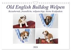 Old English Bulldog Welpen (Wandkalender 2024 DIN A4 quer), CALVENDO Monatskalender