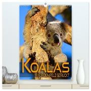 Koalas auf den Pelz gerückt (hochwertiger Premium Wandkalender 2024 DIN A2 hoch), Kunstdruck in Hochglanz