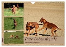 Rhodesian Ridgeback, Pure Lebensfreude (Wandkalender 2024 DIN A4 quer), CALVENDO Monatskalender