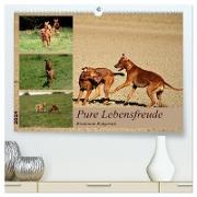Rhodesian Ridgeback, Pure Lebensfreude (hochwertiger Premium Wandkalender 2024 DIN A2 quer), Kunstdruck in Hochglanz