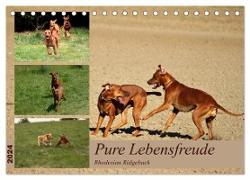 Rhodesian Ridgeback, Pure Lebensfreude (Tischkalender 2024 DIN A5 quer), CALVENDO Monatskalender