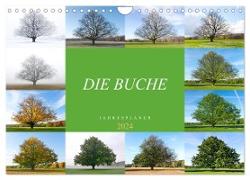 Die Buche: Jahresplaner 2024 (Wandkalender 2024 DIN A4 quer), CALVENDO Monatskalender