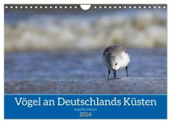 Vögel an Deutschlands Küsten (Wandkalender 2024 DIN A4 quer), CALVENDO Monatskalender