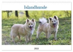 Islandhunde (Wandkalender 2024 DIN A2 quer), CALVENDO Monatskalender