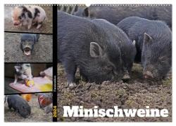 Faszination Minischweine (Wandkalender 2024 DIN A2 quer), CALVENDO Monatskalender