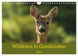 Wildtiere in Graubünden (Wandkalender 2024 DIN A4 quer), CALVENDO Monatskalender
