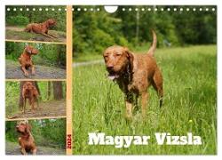 Faszination Magyar Vizsla (Wandkalender 2024 DIN A4 quer), CALVENDO Monatskalender