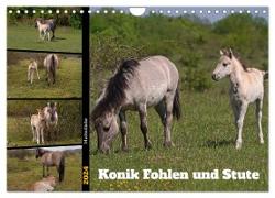 Mutterliebe - Konik Fohlen und Stute (Wandkalender 2024 DIN A4 quer), CALVENDO Monatskalender