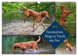 Faszination Magyar Vizsla am See (Wandkalender 2024 DIN A3 quer), CALVENDO Monatskalender