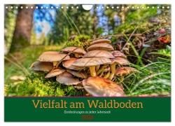 Vielfalt am Waldboden (Wandkalender 2024 DIN A4 quer), CALVENDO Monatskalender