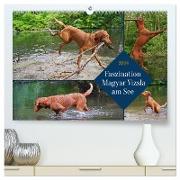 Faszination Magyar Vizsla am See (hochwertiger Premium Wandkalender 2024 DIN A2 quer), Kunstdruck in Hochglanz