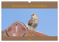 Faszination Turmfalken (Wandkalender 2024 DIN A3 quer), CALVENDO Monatskalender