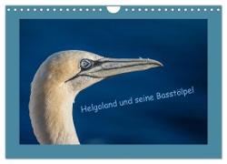 Helgoland und seine Basstölpel (Wandkalender 2024 DIN A4 quer), CALVENDO Monatskalender