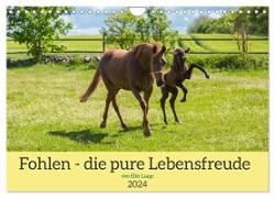 Fohlen - die pure Lebensfreude (Wandkalender 2024 DIN A4 quer), CALVENDO Monatskalender