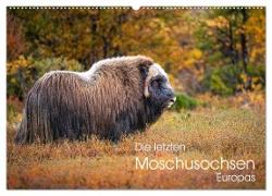 Die letzten Moschusochsen Europas (Wandkalender 2024 DIN A2 quer), CALVENDO Monatskalender