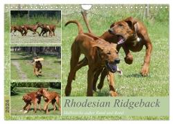 Rhodesian Ridgeback - Halbstarke außer Rand und Band (Wandkalender 2024 DIN A4 quer), CALVENDO Monatskalender