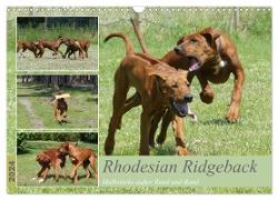 Rhodesian Ridgeback - Halbstarke außer Rand und Band (Wandkalender 2024 DIN A3 quer), CALVENDO Monatskalender