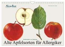 Alte Apfelsorten für Allergiker (Wandkalender 2024 DIN A4 quer), CALVENDO Monatskalender