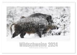 Wildschweine ¿ Wildlife Fotografien (Wandkalender 2024 DIN A2 quer), CALVENDO Monatskalender
