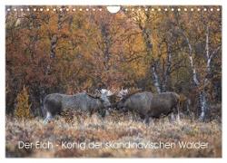 Der Elch - König der skandinavischen Wälder (Wandkalender 2024 DIN A4 quer), CALVENDO Monatskalender