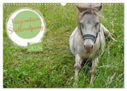 Faszination Shetlandpony (Wandkalender 2024 DIN A3 quer), CALVENDO Monatskalender