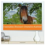 Faszination Rheinisch-Deutsches Kaltblut (hochwertiger Premium Wandkalender 2024 DIN A2 quer), Kunstdruck in Hochglanz