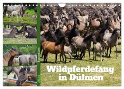 Faszination Wildpferdefang in Dülmen (Wandkalender 2024 DIN A4 quer), CALVENDO Monatskalender