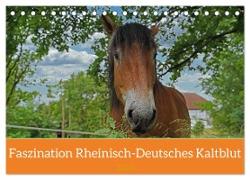Faszination Rheinisch-Deutsches Kaltblut (Tischkalender 2024 DIN A5 quer), CALVENDO Monatskalender