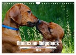 Rhodesian Ridgeback, Charmante Herzensbrecher (Wandkalender 2024 DIN A4 quer), CALVENDO Monatskalender