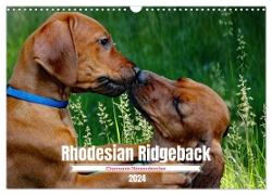 Rhodesian Ridgeback, Charmante Herzensbrecher (Wandkalender 2024 DIN A3 quer), CALVENDO Monatskalender