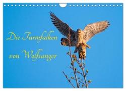 Die Turmfalken von Wolfsanger (Wandkalender 2024 DIN A4 quer), CALVENDO Monatskalender